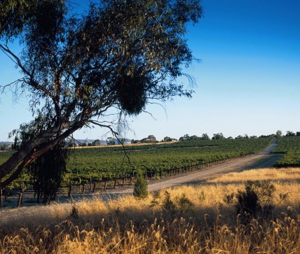 Nervous wait for vineyards as frost hits Barossa again 