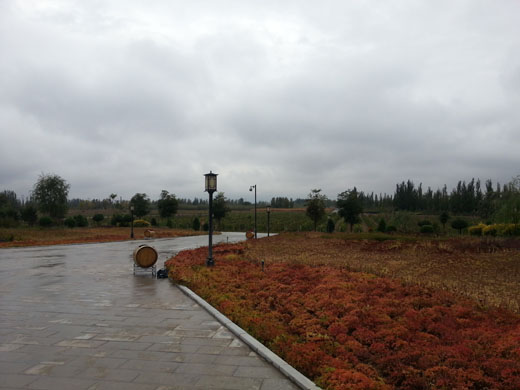 中葡网产区行(三十三)贺兰风土,美人留香