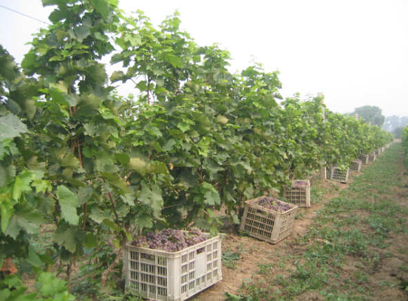 Video:2014 Vineyard Report (10) Tian Jin and Changli Regions