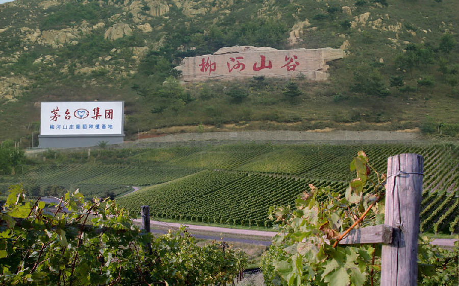 Moutai 2014 Grape Harvest in Full Swing