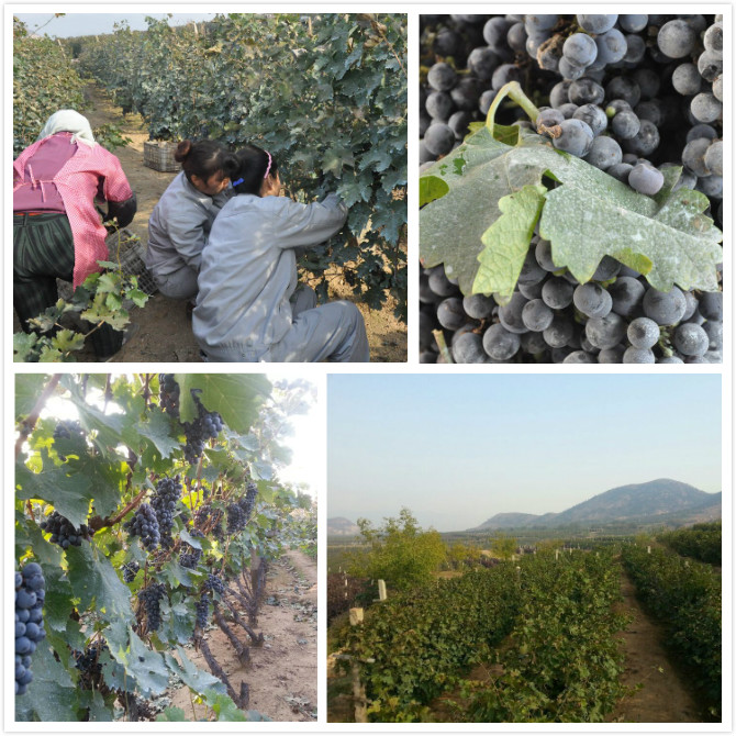 Moutai 2014 Grape Harvest in Full Swing
