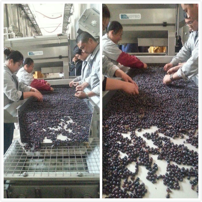 Moutai 2014 Grape Harvest in Full Swing