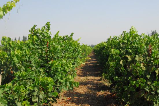 Xinjiang Changji to Develop Wine Tourism