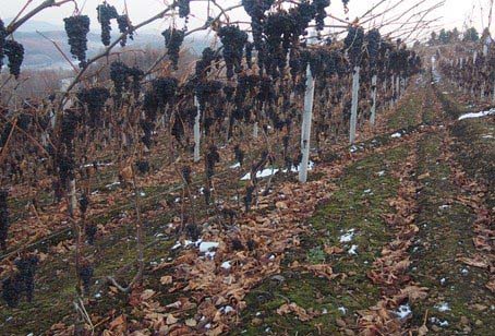 Wine Industry in Liuhe County Has Come Into Mature Period
