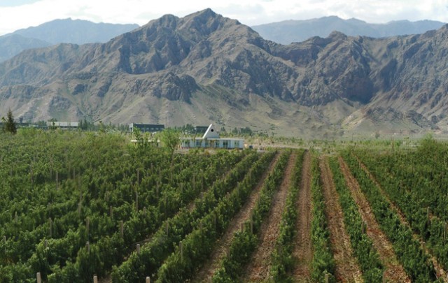 Ningxia a fine wine region of the future?