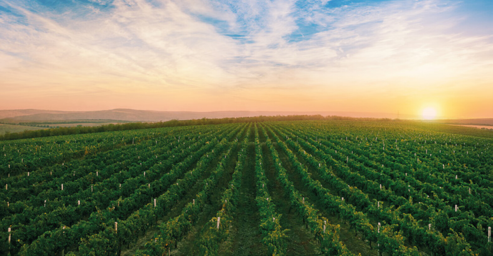 摩尔多瓦葡萄酒——不朽的传奇