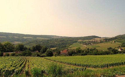 Burgundy split over new Cote d'Or appellation plan