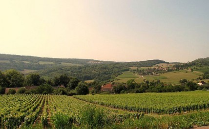 Burgundy split over new Cote d'Or appellation plan 