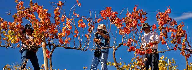 Chile Celebrates 20 Years of Carmenere