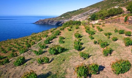Vine growing on remote Italian island gets UNESCO heritage status