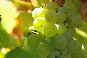 Wine grape harvest underway in the Upper Hunter