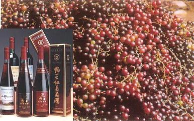 酒中珍品罗城野生毛葡萄酒