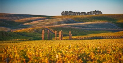 Marlborough to be 'fully planted in 5 to 10 years', says NZ wine chief