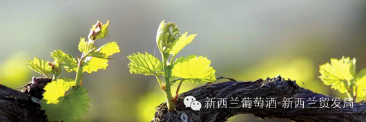 新西兰葡萄酒中文官网全新上线