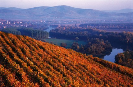 Tokaj wine region to get 330m euro investment