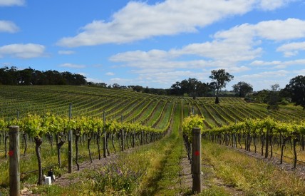 Australian wine needs 'generational' shift in attitudes, says trade body chair 