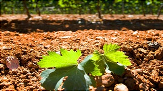 【中国葡萄酒探源⑬】探寻,葡萄酒中千年楼兰香