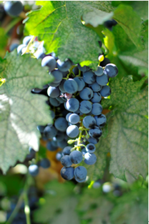 【中国葡萄酒探源⑭】楼兰酒庄葡园与中国最美沙漠的千年邂逅