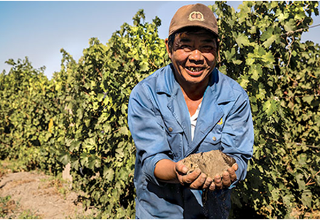 【中国葡萄酒探源⑭】楼兰酒庄葡园与中国最美沙漠的千年邂逅
