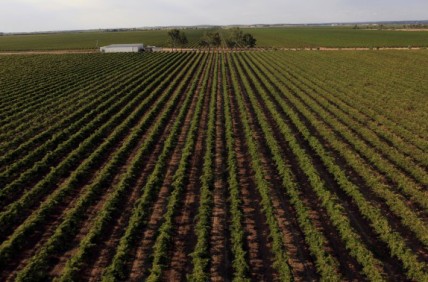 Hong Kong firm buys 650ha of Australian vineyards 