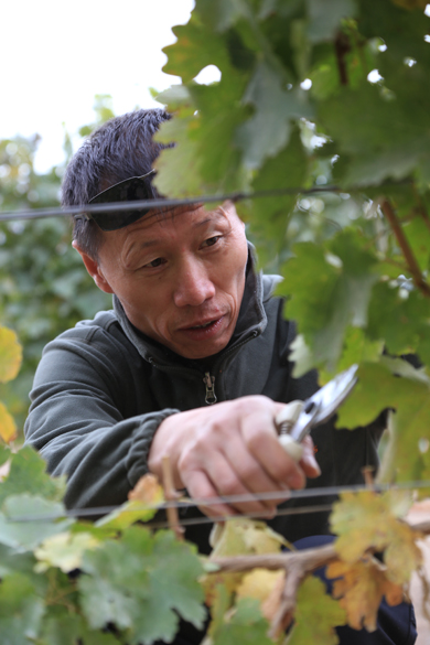 Chinese Winemakers (56) Jiang Yanjun:Chasing Dreams in Xinjiang