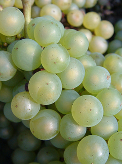 Spain Dominated Bio Wine Industry