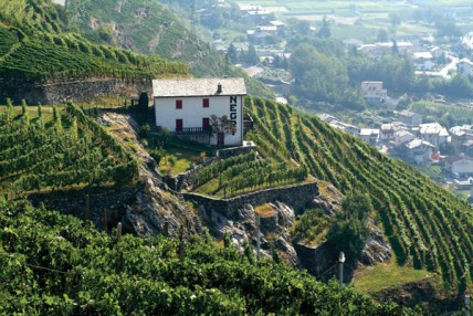 Winemakers seek EU subsidies for hillside vineyards