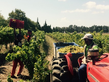 Harvest 2015: South Africa winemakers excited by quality