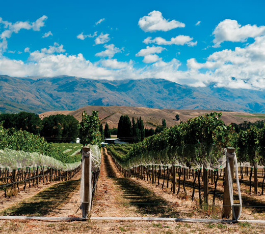 NZ wine exports hit new highs