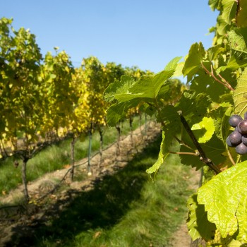 Plant viruses threaten English vines