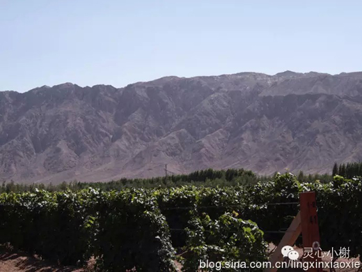 【美酒地理】走进新疆焉耆葡萄酒节 戈壁绿洲惹人醉(上)
