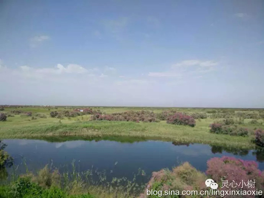 【美酒地理】走进新疆焉耆葡萄酒节 戈壁绿洲惹人醉(上)