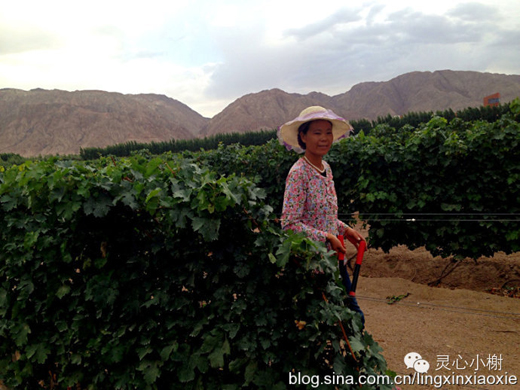【美酒地理】走进新疆焉耆葡萄酒节 戈壁绿洲惹人醉(上)