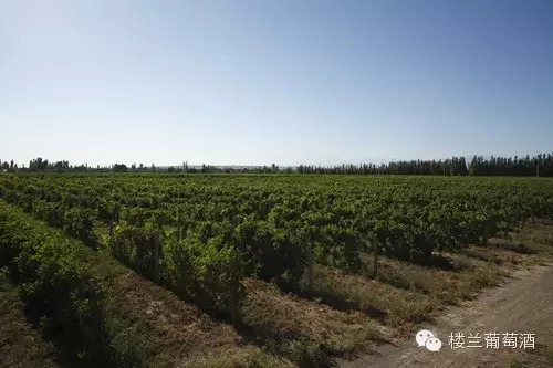 �ɶ��Ǿƻᣬ¥����ׯ����������ɢ��