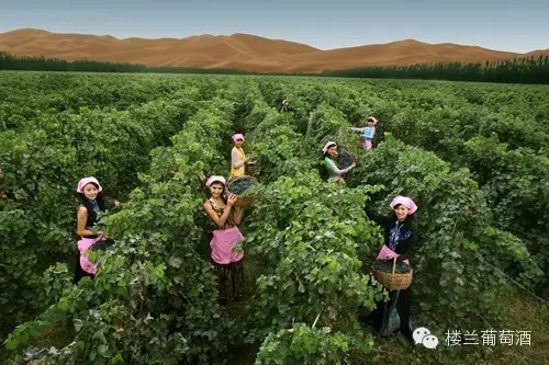 �ɶ��Ǿƻᣬ¥����ׯ����������ɢ��