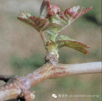 葡萄萌芽期至2-3叶期病虫害防治管理