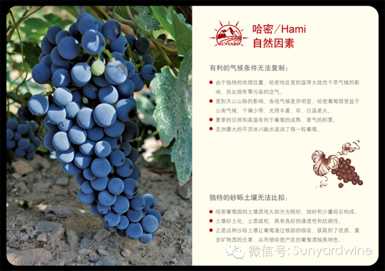 新雅葡萄酒——在最适宜的土壤中孕育