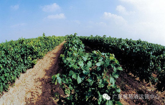 葡萄酒灵魂的孕育——广夏