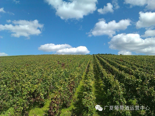 葡萄酒灵魂的孕育——广夏