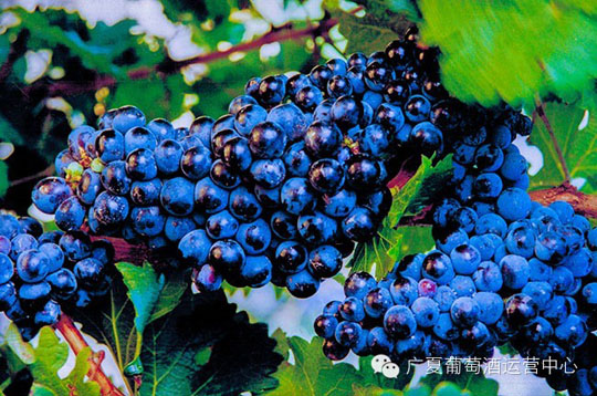 葡萄酒灵魂的孕育——广夏