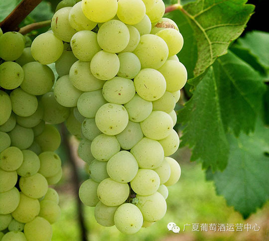 葡萄酒灵魂的孕育——广夏