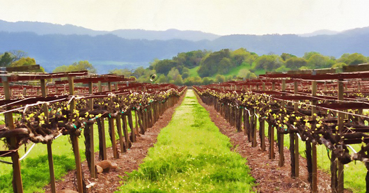 Wine industry vineyard acreage up 0.8 percent in California