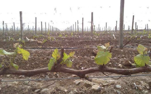 Video:2015 Vineyard Report (1) Grape Vines All Come up out of the ground in Spring