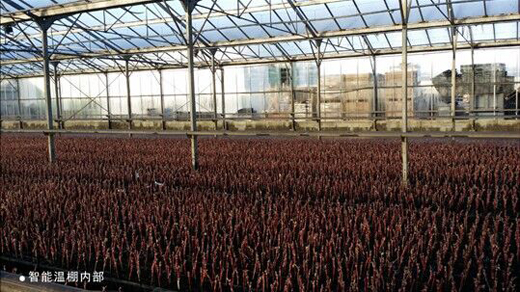 临汾：应对降雪降温气候 保证设备农业生产安全