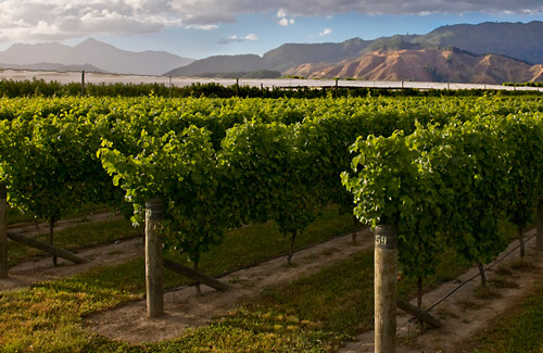 NZ to lead Sauvignon Blanc celebrations