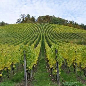 Australian wine production faces difficult conditions