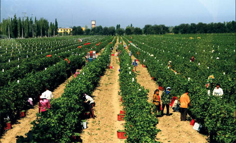 More wine grown in China than France