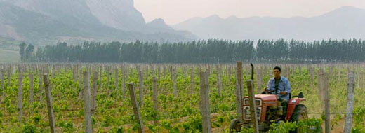 中国超过法国成为世界第二大葡萄种植国 