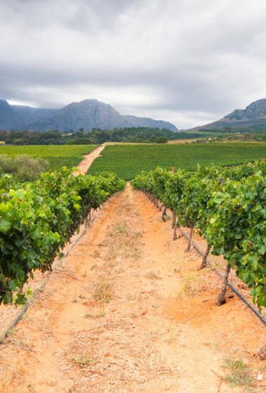 South Africa 2015 harvest report: It was early, but expect high quality