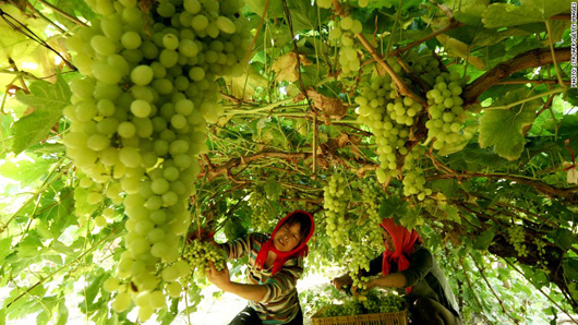 China rekindles its love affair with wine